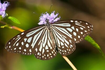 Bondla Wildlife Sanctuary with Lunch in Spice Plantation in Goa - Tropical Spice Plantation: seeing spices grow and learning the plant side